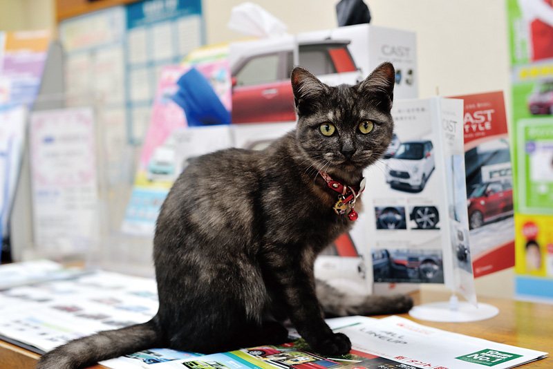 店のマスコットでもある愛猫『未来』ちゃん。人なつっこいのも始子フロント譲り