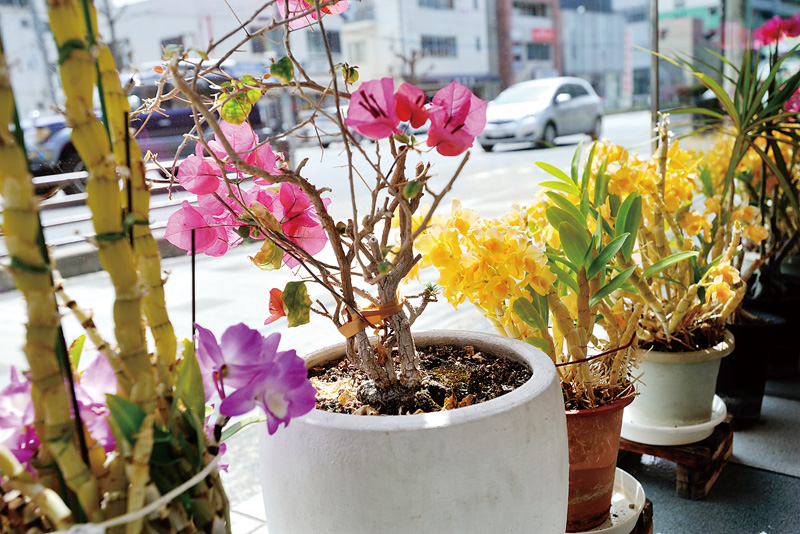 交通量の多い国道２号線から見えるように鉢植えを配置。店舗に生命力を感じさせる