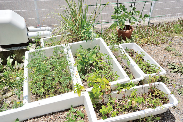 敷地内のプランターでタイの植物を栽培。上司たちにタイ料理をご馳走してくれることもあるという